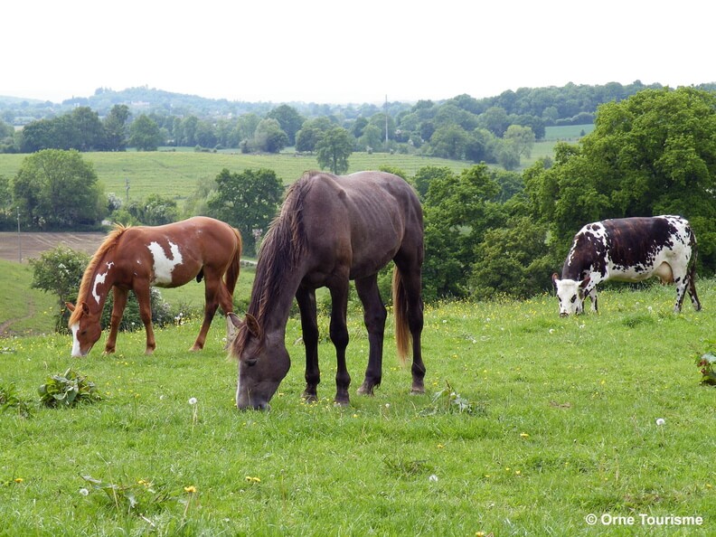 Voyage à moto : L&rsquo;Orne ► des Haras à la Suisse Normande